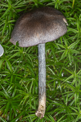 Entoloma lampropus