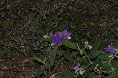 Solanum houstonii