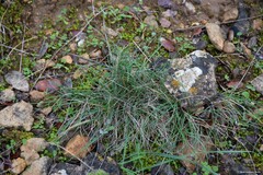 Dactylis glomerata hispanica