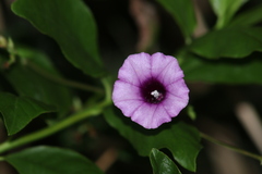 Ipomoea trifida
