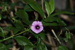 Ipomoea trifida