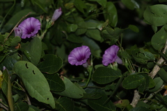 Ipomoea trifida