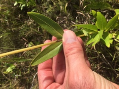Silphium confertifolium