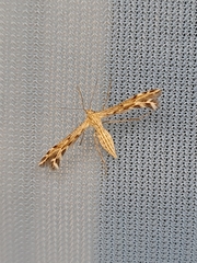 Singularia alternaria