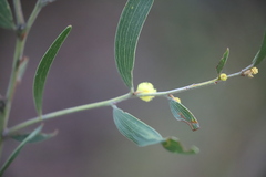 Acacia venulosa