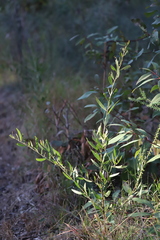 Acacia venulosa