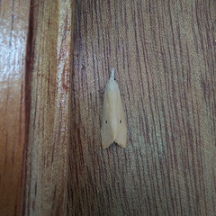 Scirpophaga incertulas