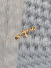 Singularia alternaria