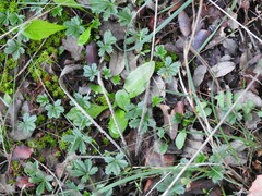 Potentilla verna
