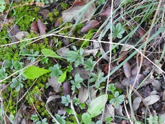 Potentilla verna