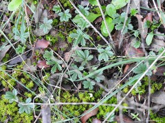Potentilla verna