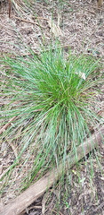 Carex divulsa