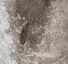 Micromus posticus