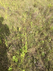 Silphium confertifolium