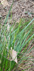 Carex divulsa