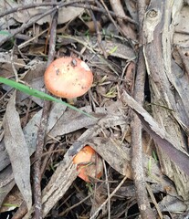 Amanita xanthocephala