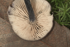 Entoloma lampropus