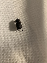 Hemiphileurus illatus