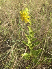 Silphium confertifolium