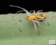 Poecilothomisus speciosus