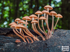 Filoboletus
