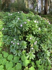 Impatiens sodenii