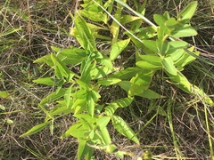 Silphium confertifolium