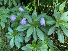 Impatiens sodenii