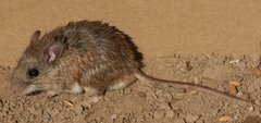 Peromyscus leucopus