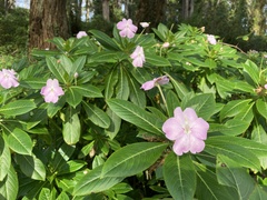 Impatiens sodenii