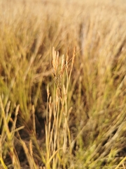 Heteropogon