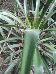 Bromelia pinguin