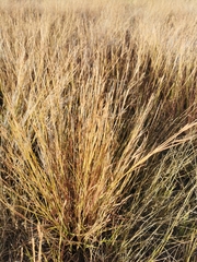 Heteropogon