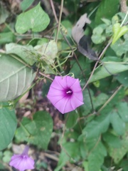Ipomoea trifida