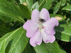Impatiens sodenii