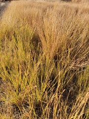 Heteropogon