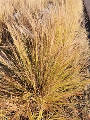 Heteropogon