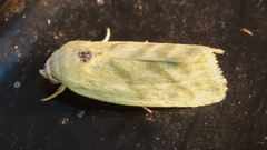Earias paralella