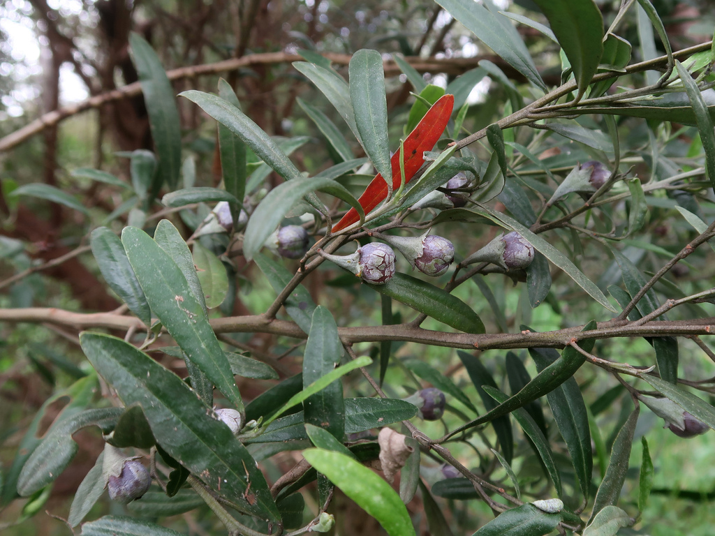 Beyeria viscosa; photograph Cowirrie, CC0, iNaturalist via GBIF