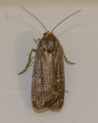 Athetis tenuis