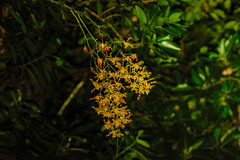 Dendrobium discolor