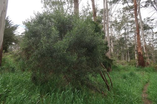 Beyeria viscosa, photograph 1