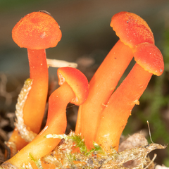 Hygrocybe miniata