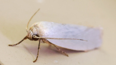 Xylorycta argentella