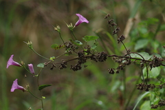Ipomoea trifida