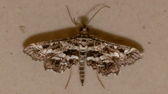 Diasemiopsis ramburialis