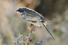 Artemisiospiza belli