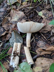 Agaricales