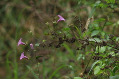 Ipomoea trifida