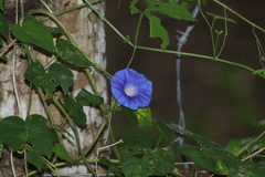 Ipomoea nil